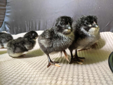 Replacement Liner for Incubator Warehouse InstaBrooder™ (20 pk)